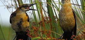 What do I want to say?